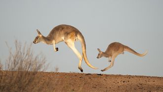 Episode 1 Kangaroo Tales