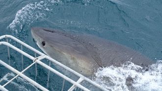 Episode 2 Great Whites vs. Cage