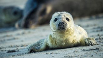 Episode 3 Children of the Storm