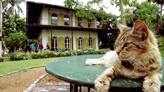 Episode 6 Cat Colleges and Hero Kitties