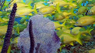 Episode 5 Bahamas: Exuma Cays