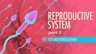 Episode 42 Reproductive System, Part 3 - Sex & Fertilization
