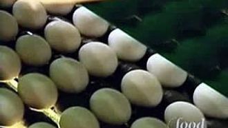 Episode 3 The Egg-Files