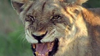Episode 2 Sabertooth