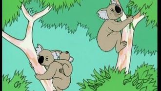 Episode 12 Australia - Koala