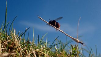 Episode 3 Grassland
