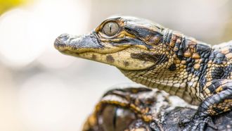 Episode 6 The Gulf Coast