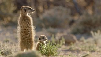 Episode 4 Meerkat