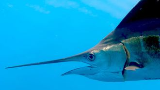 Episode 8 The Caribbean