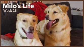 Episode 13 Meet my girlfriend! | Week 13