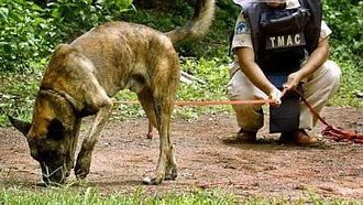Episode 11 Dogs and More Dogs
