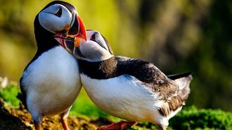 Episode 3 The Yorkshire Moors: A Wild Year