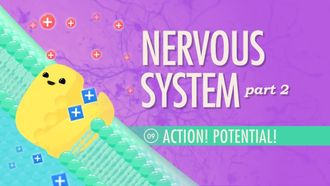 Episode 9 The Nervous System, Part 2 - Action! Potential!