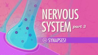 Episode 10 The Nervous System, Part 3 - Synapses!