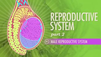 Episode 41 Reproductive System, Part 2 - Male Reproductive System