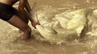 Episode 2 Killer Catfish