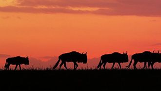 Episode 2 Return to the Mara