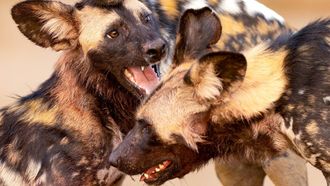 Episode 5 Olimba's Last Chance