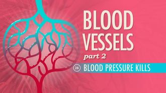 Episode 28 Blood Vessels, Part 2