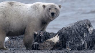 Episode 2 Ice Bear Siege