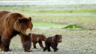 Episode 15 Grizzly Bear
