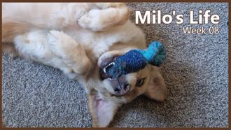 Episode 8 Rivers, Zoomies, and Bath | Week 08