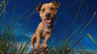 Episode 2 Puppy Potty Face