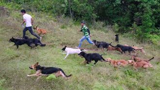 Episode 5 Territorio De Zaguates