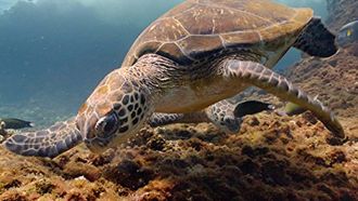 Episode 5 A Turtle's Legacy