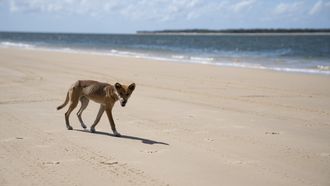 Episode 7 Island Castaways