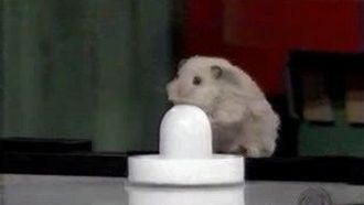 Episode 10 He's Not Heavy, He's My Hamster