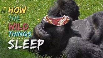 Episode 11 Self-Experimenters