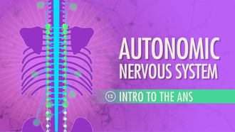 Episode 13 Autonomic Nervous System