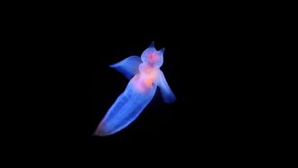 Episode 9 Glowing Fairies