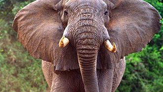 Episode 3 Ngorongoro