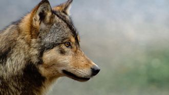 Episode 9 The West Coast