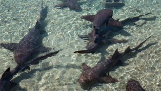Episode 6 Sharks Gone Rogue
