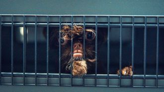 Episode 12 Catch 'Em All