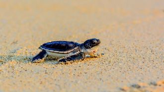 Episode 2 Daddy Drop-Off