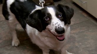 Episode 6 Street Dog