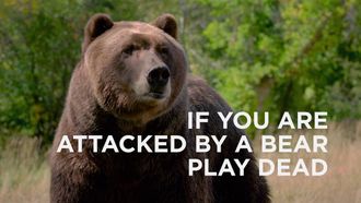 Episode 4 Bears