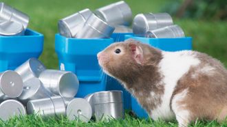 Episode 3 Boardwalk Pied Piper