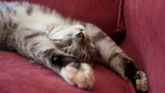 Episode 1 Feast or Famine