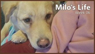 Episode 6 Centre of Attention | Week 06