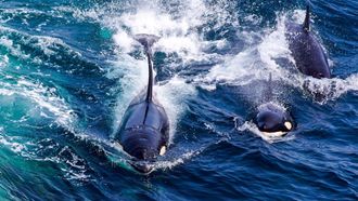 Episode 2 Return of the Light