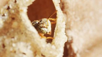 Episode 18 Peru, the sacred bees of the Amazon