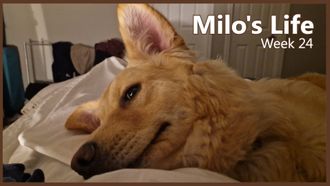 Episode 24 Just a chill week | Week 24