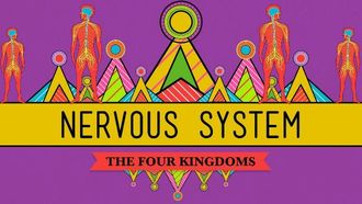 Episode 26 The Nervous System