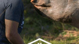 Episode 6 We've Got Pig Problems