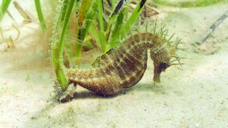 Episode 7 Britain and Ireland